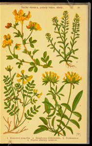 Rosliny wiosenne 1936 (107955022)