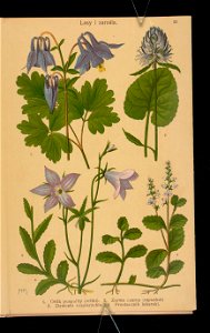 Rosliny wiosenne 1911 (108186252)