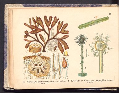 Rosliny europejskie 1911 (100263079)