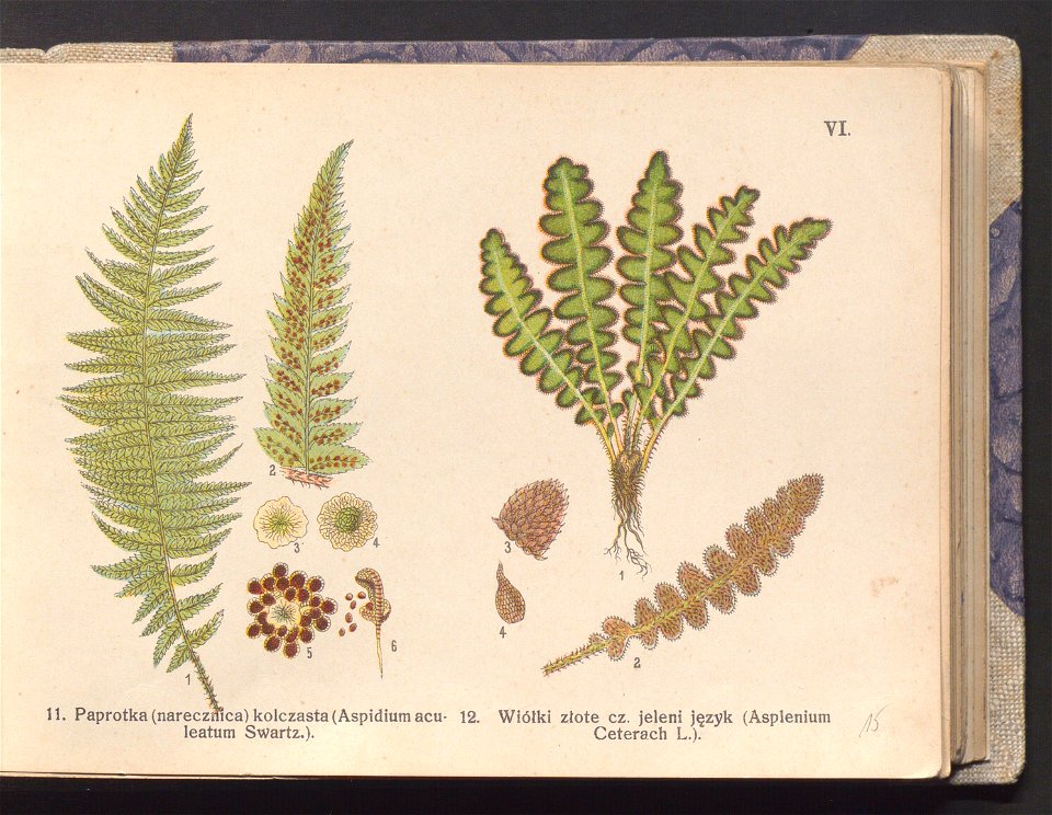 Rosliny europejskie 1911 (100263121)