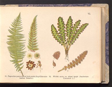 Rosliny europejskie 1911 (100263121)