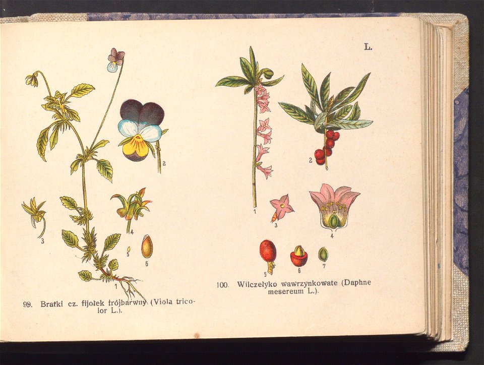 Rosliny europejskie 1911 (100264073)