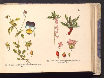 Rosliny europejskie 1911 (100264073)