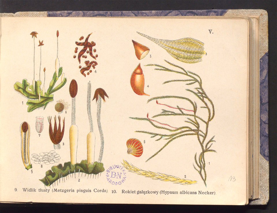 Rosliny europejskie 1911 (100263110)