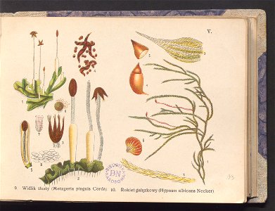 Rosliny europejskie 1911 (100263110)