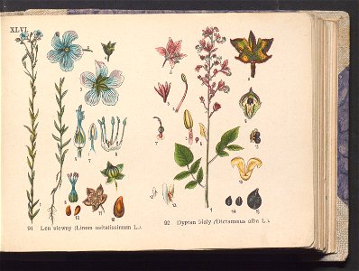 Rosliny europejskie 1911 (100263987)