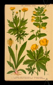 Rosliny wiosenne 1911 (108186223)