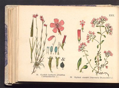 Rosliny europejskie 1911 (100263521)