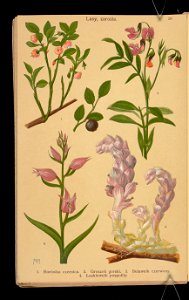 Rosliny wiosenne 1911 (108186238)