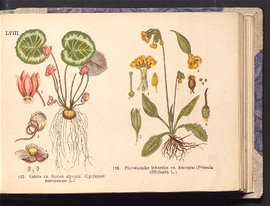 Rosliny europejskie 1911 (100264246)