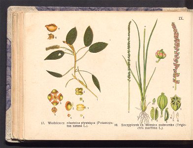 Rosliny europejskie 1911 (100263274)