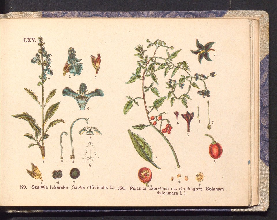 Rosliny europejskie 1911 (100264729)