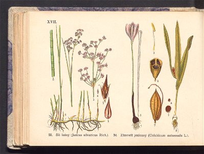 Rosliny europejskie 1911 (100263346)