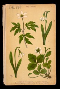 Rosliny wiosenne 1911 (108186201)