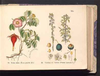 Rosliny europejskie 1911 (100263783)