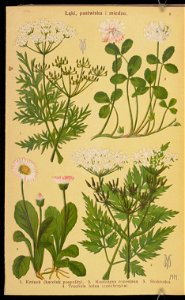 Rosliny wiosenne 1936 (107954970)