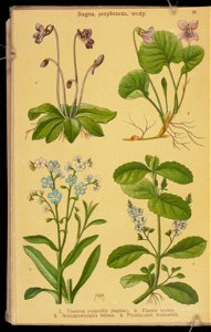 Rosliny wiosenne 1936 (107955070)