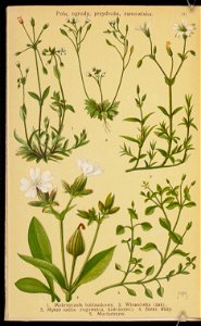 Rosliny wiosenne 1936 (107954983)