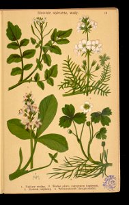 Rosliny wiosenne 1911 (108186217)