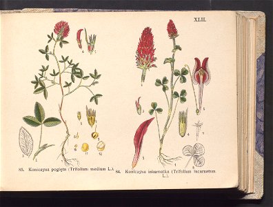 Rosliny europejskie 1911 (100263813)