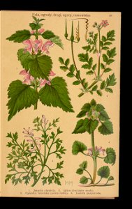 Rosliny wiosenne 1911 (108186243)