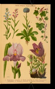 Rosliny wiosenne 1911 (108186263)