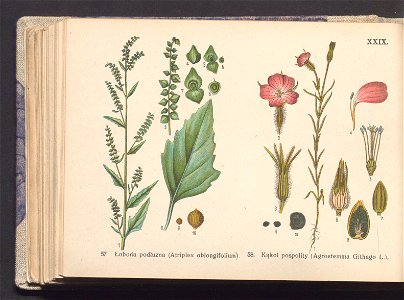 Rosliny europejskie 1911 (100263505)