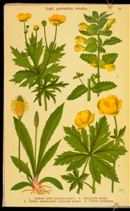 Rosliny wiosenne 1936 (107955004)