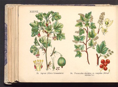 Rosliny europejskie 1911 (100263734)