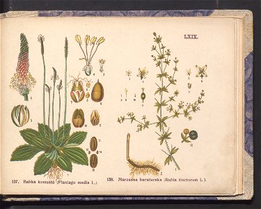 Rosliny europejskie 1911 (100264832)