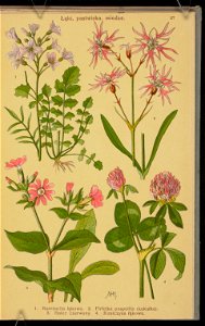Rosliny wiosenne 1936 (107955039)