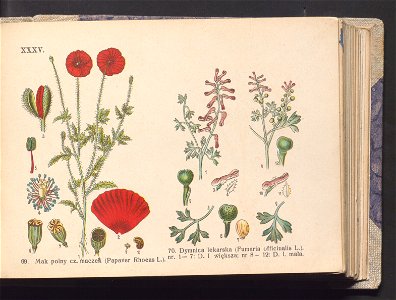 Rosliny europejskie 1911 (100263602)