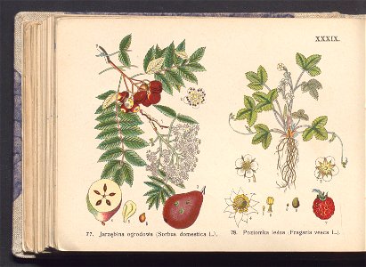 Rosliny europejskie 1911 (100263770)
