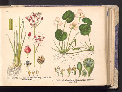 Rosliny europejskie 1911 (100263279)