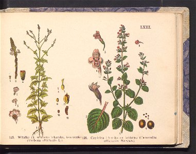Rosliny europejskie 1911 (100264660)