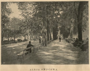 Saski ogród w Warszawie - Aleja owocowa (60536)