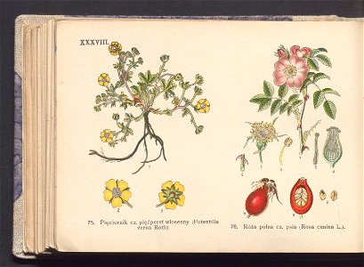 Rosliny europejskie 1911 (100263754)