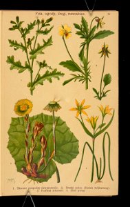 Rosliny wiosenne 1911 (108186225)