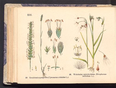 Rosliny europejskie 1911 (100263318)