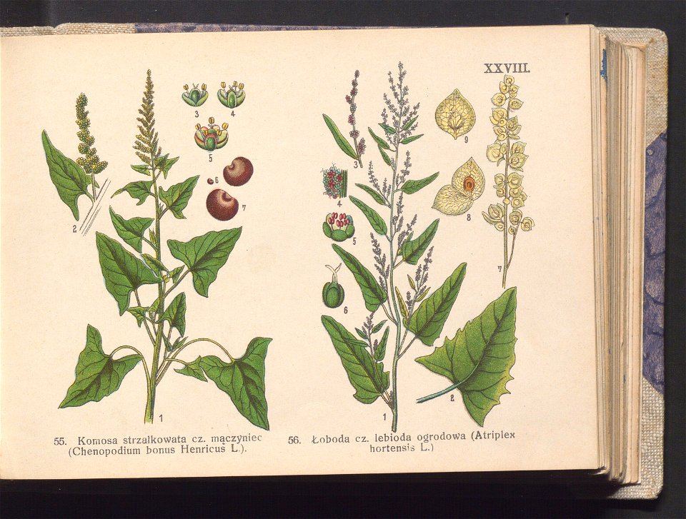 Rosliny europejskie 1911 (100263437)