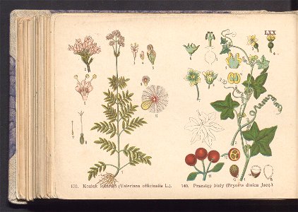 Rosliny europejskie 1911 (100264879)