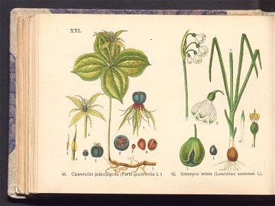 Rosliny europejskie 1911 (100263368)