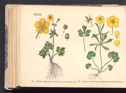 Rosliny europejskie 1911 (100263573)