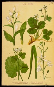 Rosliny wiosenne 1936 (107954961)