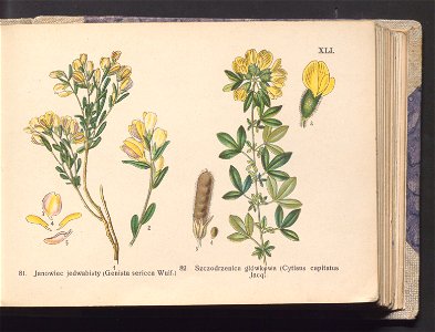 Rosliny europejskie 1911 (100263798)