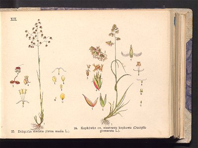 Rosliny europejskie 1911 (100263301)