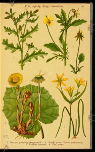 Rosliny wiosenne 1936 (107955006)