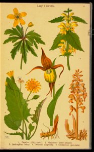 Rosliny wiosenne 1936 (107954996)