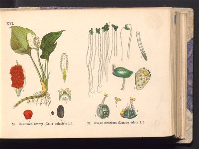 Rosliny europejskie 1911 (100263336)
