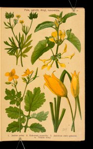 Rosliny wiosenne 1911 (108186229)